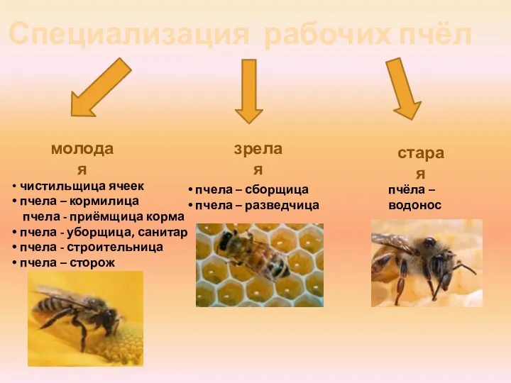 Специализация рабочих пчёл молодая зрелая старая чистильщица ячеек пчела –