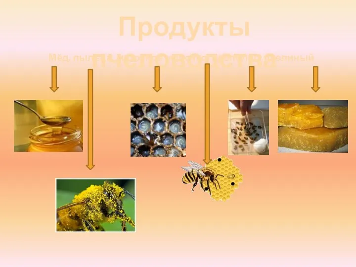 Продукты пчеловодства Мёд, пыльца, маточное молочко, прополис, пчелиный яд, воск