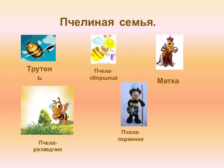 Пчелиная семья. Матка Пчела-сборщица Трутень Пчела-охранник Пчела-разведчик