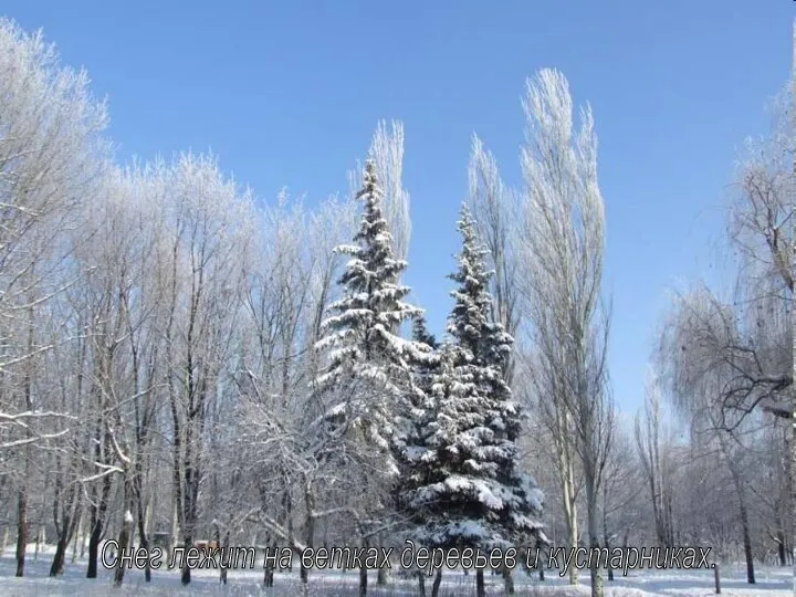 Снег лежит на ветках деревьев и кустарниках.