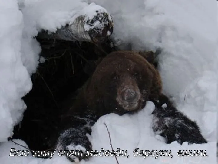Всю зиму спят медведи, барсуки, ежики.