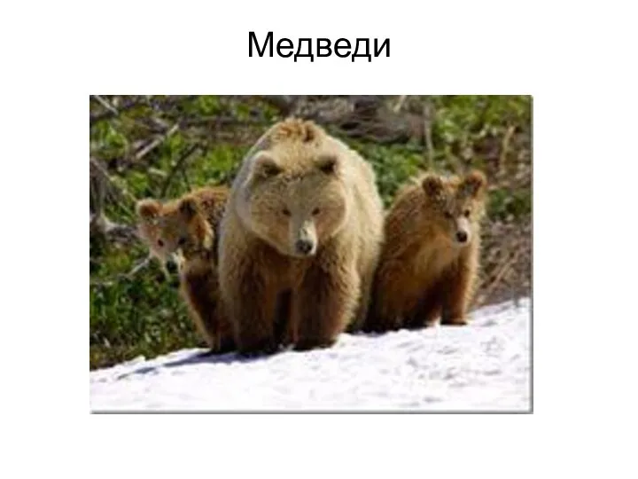 Медведи