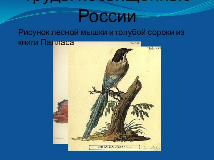 Труды посвященные России Рисунок лесной мышки и голубой сороки из книги Палласа