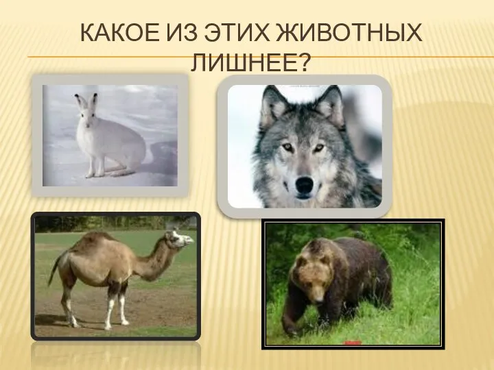 Какое из этих животных лишнее?