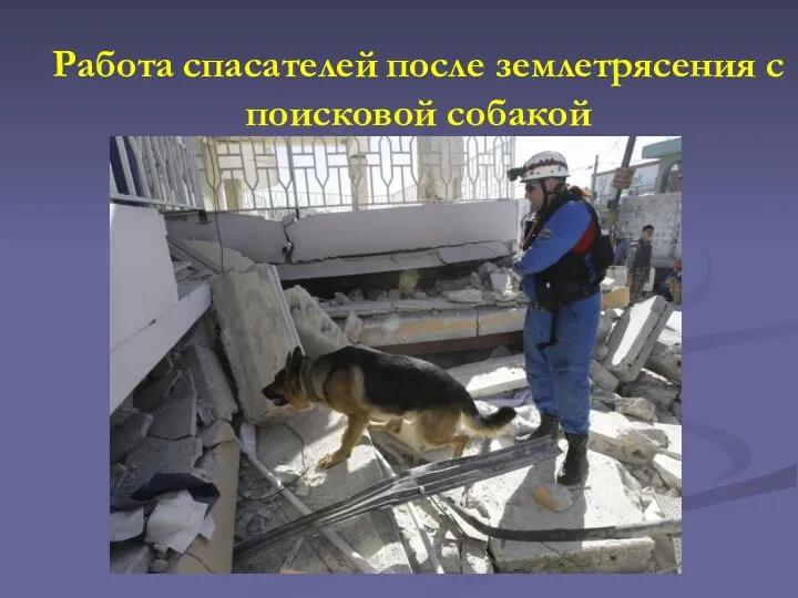 Работа спасателей после землетрясения с поисковой собакой