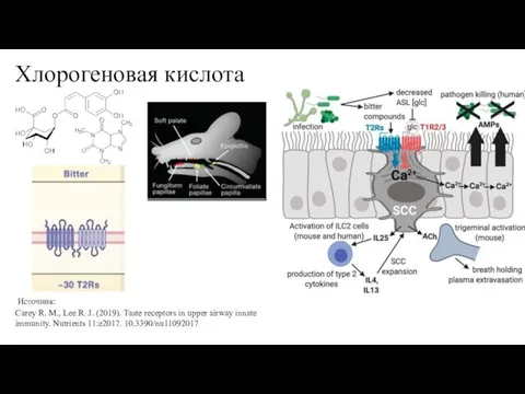 Хлорогеновая кислота Carey R. M., Lee R. J. (2019). Taste