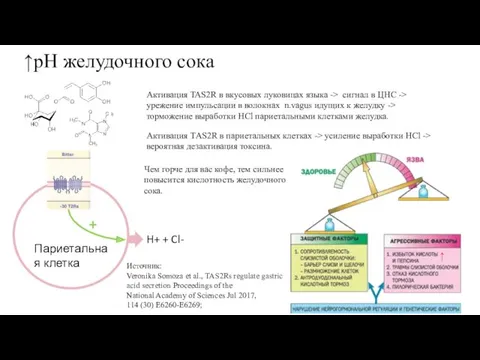 ↑pH желудочного сока Чем горче для вас кофе, тем сильнее