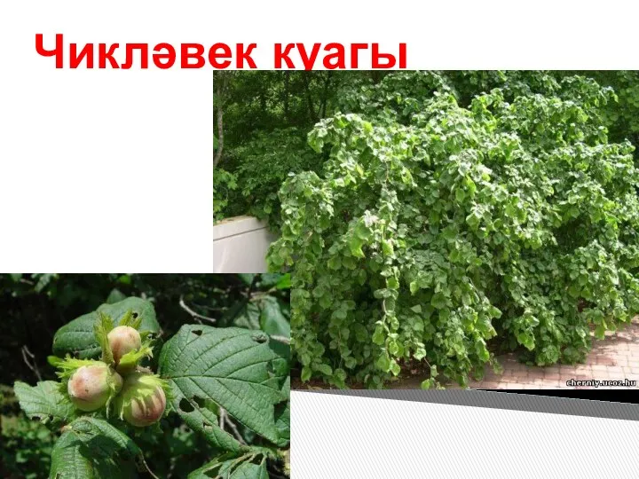 Чикләвек куагы