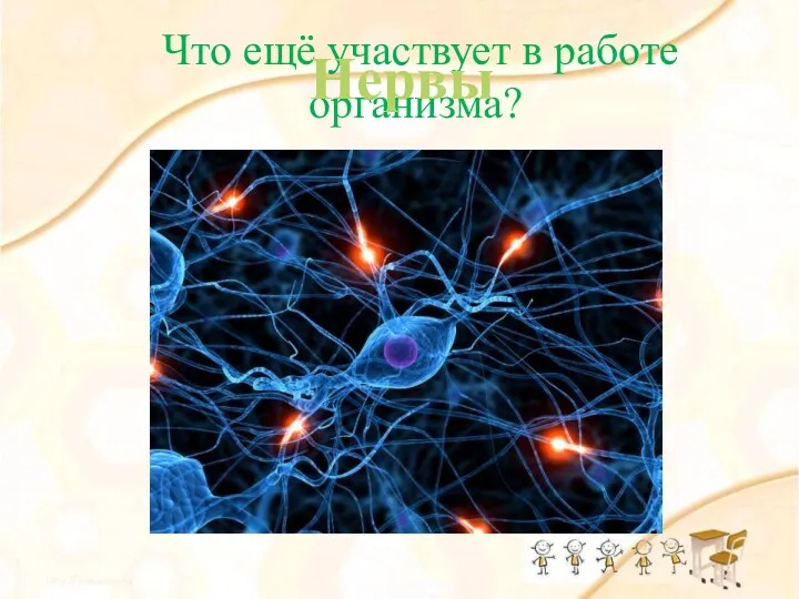 Что ещё участвует в работе организма? Мы части тела все связали. Тоненькими паутинками нас назвали… Нервы