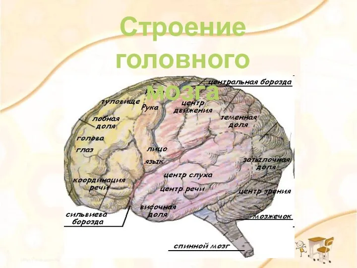 Строение головного мозга