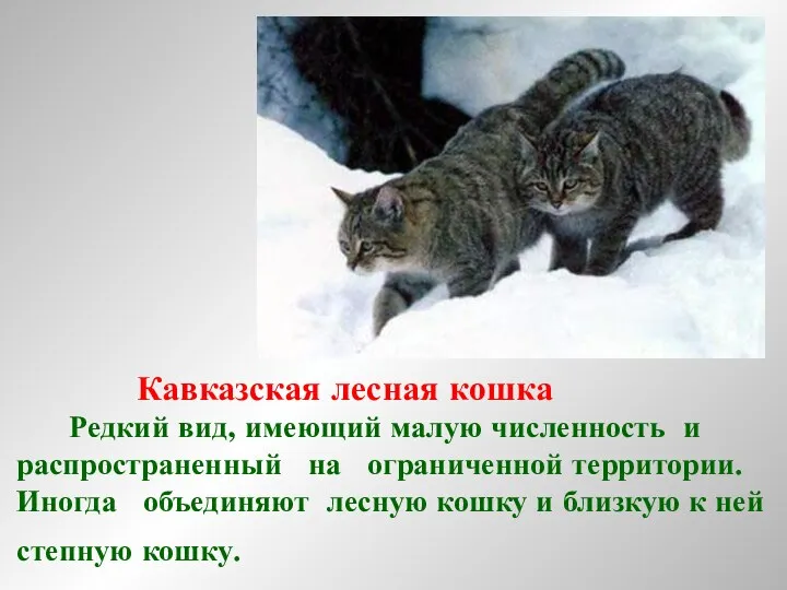 Кавказская лесная кошка Редкий вид, имеющий малую численность и распространенный на ограниченной территории.