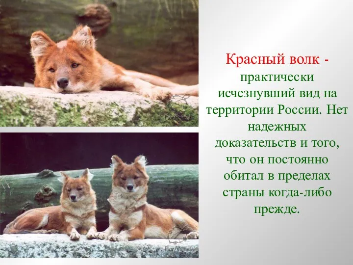 Красный волк - практически исчезнувший вид на территории России. Нет надежных доказательств и