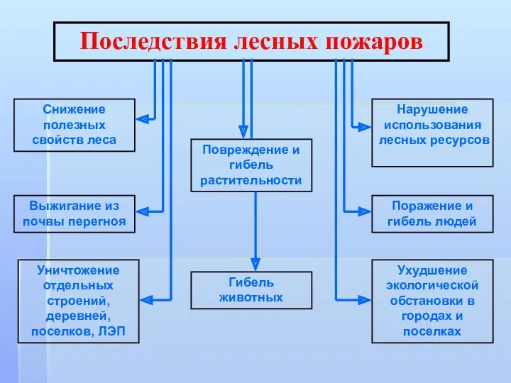 Последствия лесных пожаров Гибель животных Повреждение и гибель растительности Выжигание