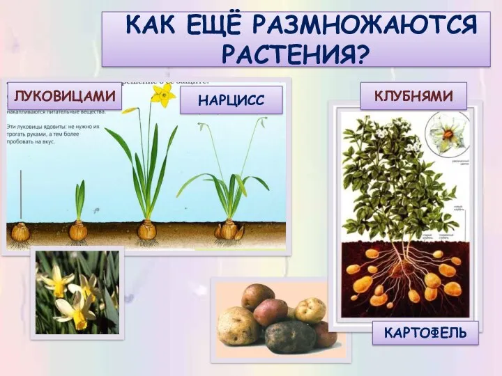 КАК ЕЩЁ РАЗМНОЖАЮТСЯ РАСТЕНИЯ? ЛУКОВИЦАМИ НАРЦИСС КАРТОФЕЛЬ КЛУБНЯМИ