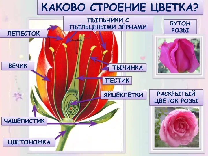 КАКОВО СТРОЕНИЕ ЦВЕТКА? БУТОН РОЗЫ РАСКРЫТЫЙ ЦВЕТОК РОЗЫ