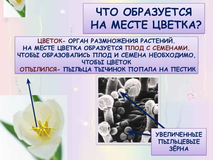 ЧТО ОБРАЗУЕТСЯ НА МЕСТЕ ЦВЕТКА? ЦВЕТОК- ОРГАН РАЗМНОЖЕНИЯ РАСТЕНИЙ. НА