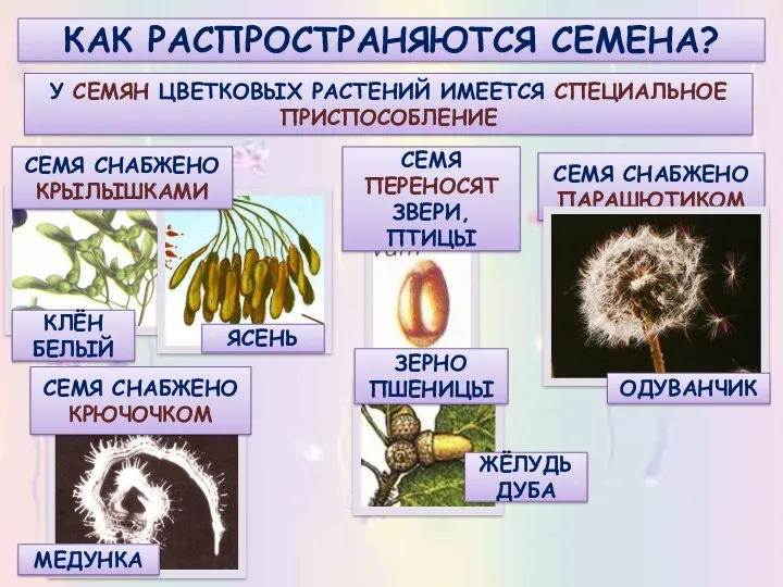 КАК РАСПРОСТРАНЯЮТСЯ СЕМЕНА? У СЕМЯН ЦВЕТКОВЫХ РАСТЕНИЙ ИМЕЕТСЯ СПЕЦИАЛЬНОЕ ПРИСПОСОБЛЕНИЕ СЕМЯ СНАБЖЕНО КРЮЧОЧКОМ МЕДУНКА