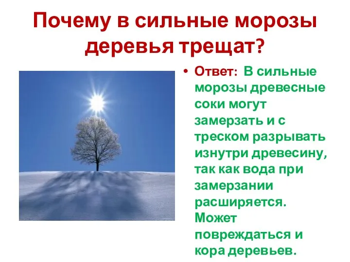 Почему в сильные морозы деревья трещат? Ответ: В сильные морозы