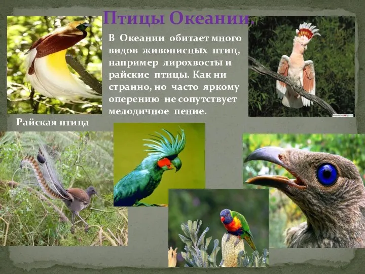 В Океании обитает много видов живописных птиц, например лирохвосты и райские птицы. Как
