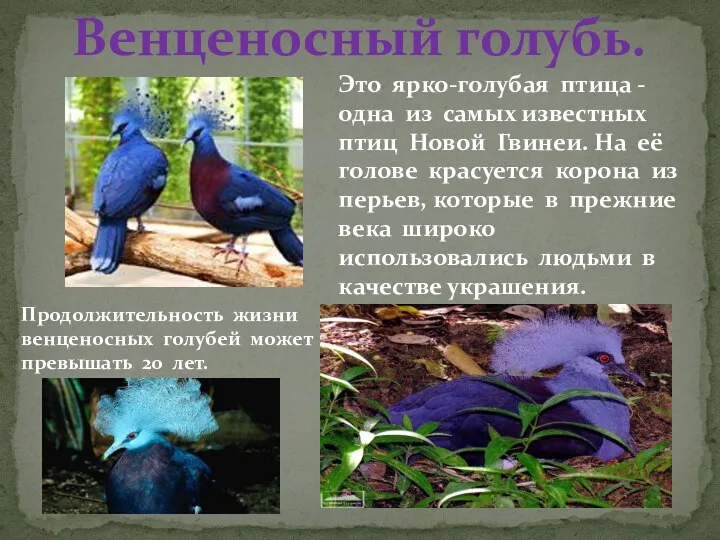 Это ярко-голубая птица - одна из самых известных птиц Новой Гвинеи. На её