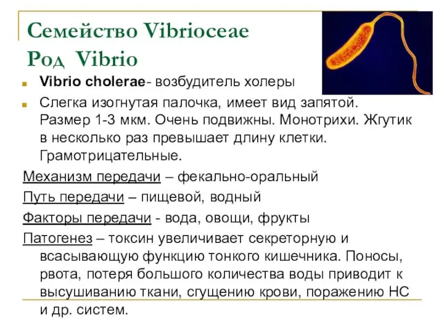 Семейство Vibrioсеае Род Vibrio Vibrio cholerae- возбудитель холеры Слегка изогнутая