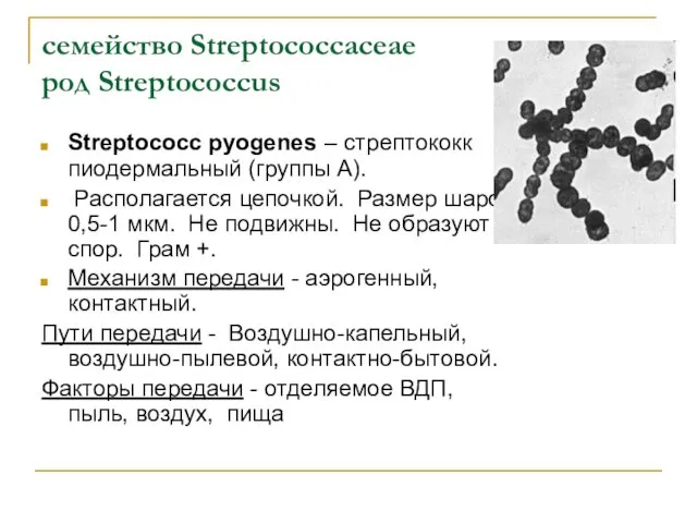 семейство Streptococcaceae род Streptococcus Streptococc pyogenes – стрептококк пиодермальный (группы