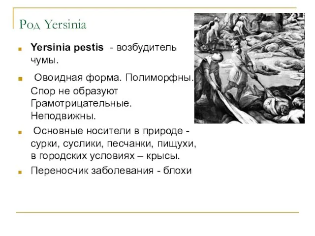 Род Yersinia Yersinia pestis - возбудитель чумы. Овоидная форма. Полиморфны.