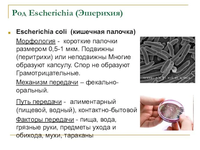 Род Escherichia (Эшерихия) Escherichia coli (кишечная палочка) Морфология - короткие