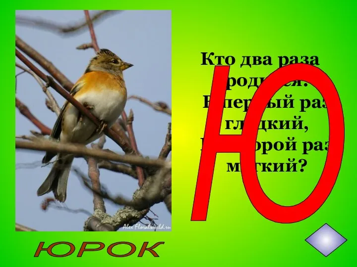 Кто два раза родится: В первый раз гладкий, Во второй раз мягкий? Ю ЮРОК