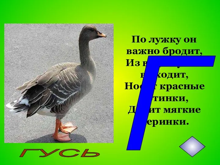 По лужку он важно бродит, Из воды сухим выходит, Носит красные ботинки, Дарит