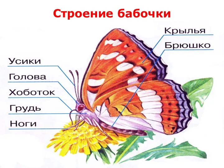 Строение бабочки