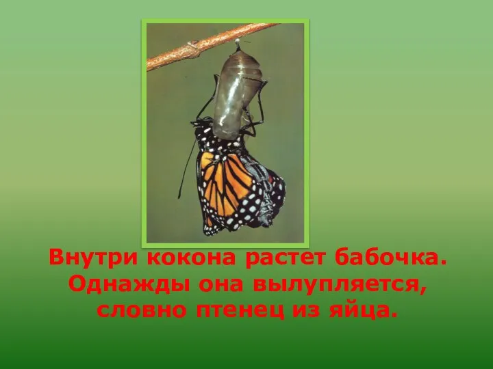 Внутри кокона растет бабочка. Однажды она вылупляется, словно птенец из яйца.