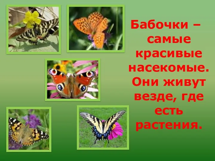 Бабочки – самые красивые насекомые. Они живут везде, где есть растения.