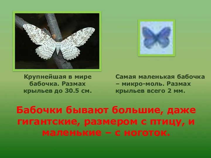 Бабочки бывают большие, даже гигантские, размером с птицу, и маленькие – с ноготок.