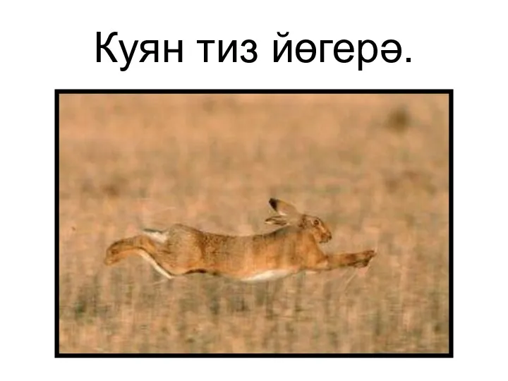 Куян тиз йөгерә.