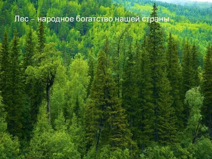 Лес – народное богатство нашей страны