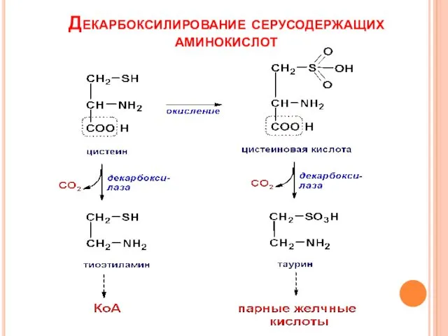 Декарбоксилирование серусодержащих аминокислот