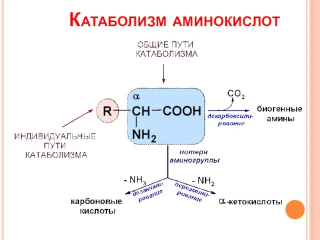 Катаболизм аминокислот