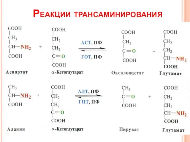 Реакции трансаминирования