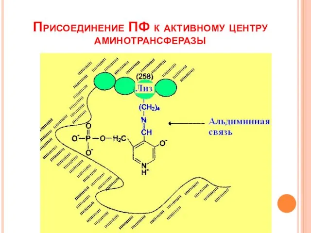Присоединение ПФ к активному центру аминотрансферазы