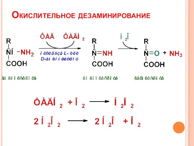 Окислительное дезаминирование