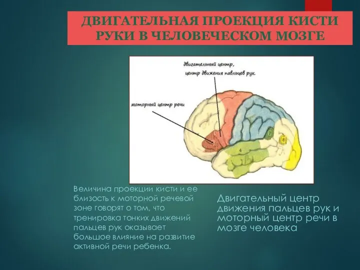 ДВИГАТЕЛЬНАЯ ПРОЕКЦИЯ КИСТИ РУКИ В ЧЕЛОВЕЧЕСКОМ МОЗГЕ Величина проекции кисти и ее близость