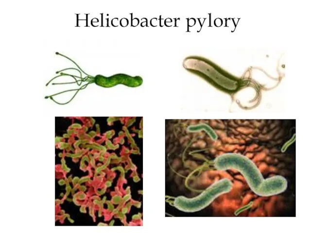 Helicobacter pylory