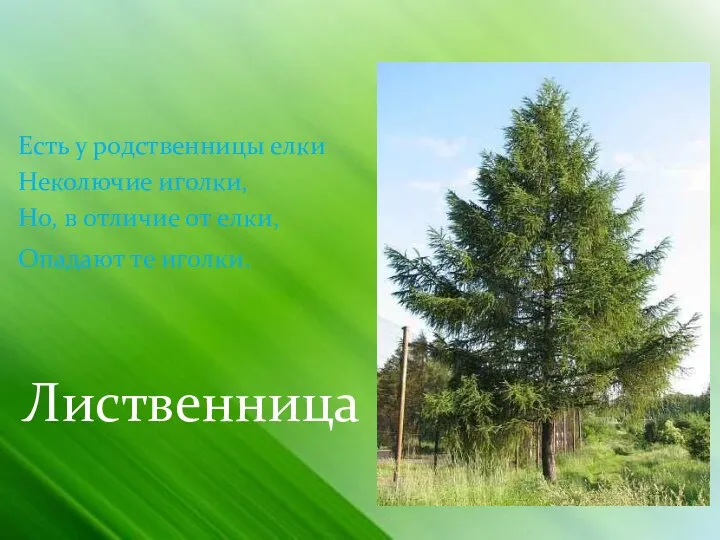 Есть у родственницы елки Неколючие иголки, Но, в отличие от елки, Опадают те иголки. Лиственница