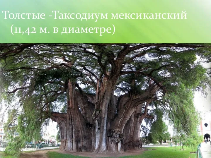 Толстые -Таксодиум мексиканский (11,42 м. в диаметре)