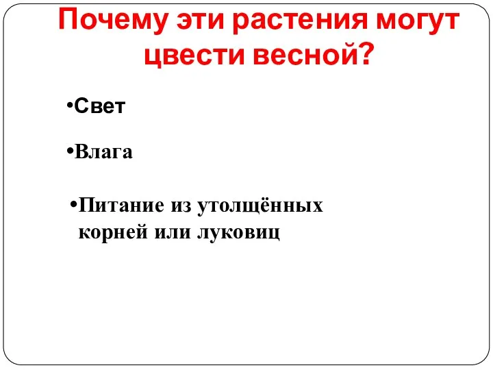 Почему эти растения могут цвести весной? Свет Влага Питание из утолщённых корней или луковиц