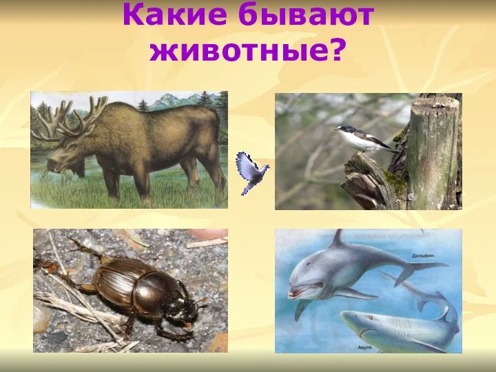 Какие бывают животные?