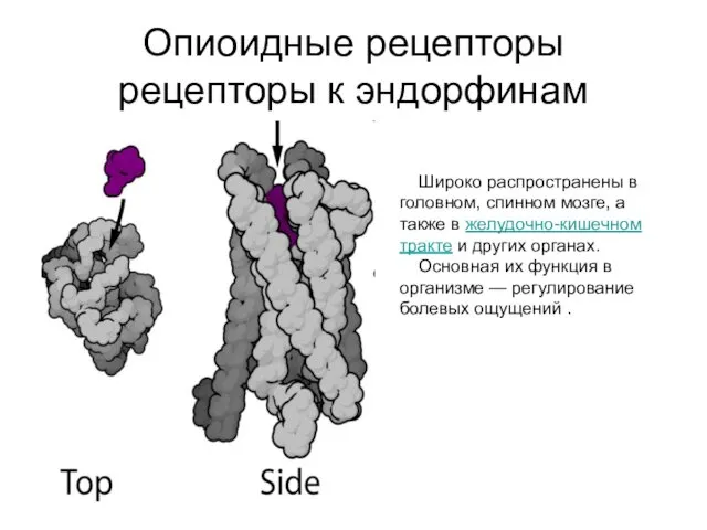 Опиоидные рецепторы рецепторы к эндорфинам Широко распространены в головном, спинном