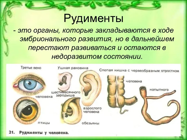 Рудименты - это органы, которые закладываются в ходе эмбрионального развития,