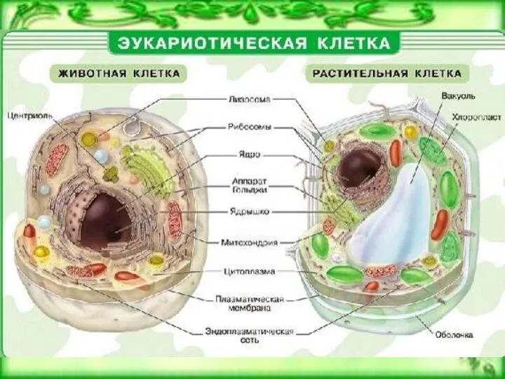 Строение клетки